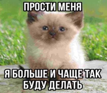 Котик